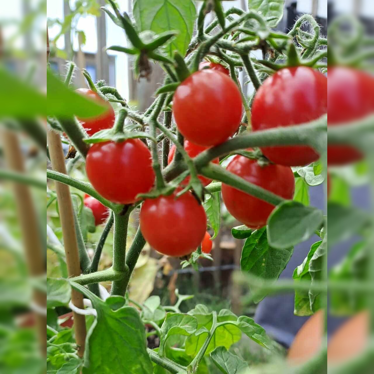 Tomate "Ampeltomate" -BIO-Balkontomate [samenfest]