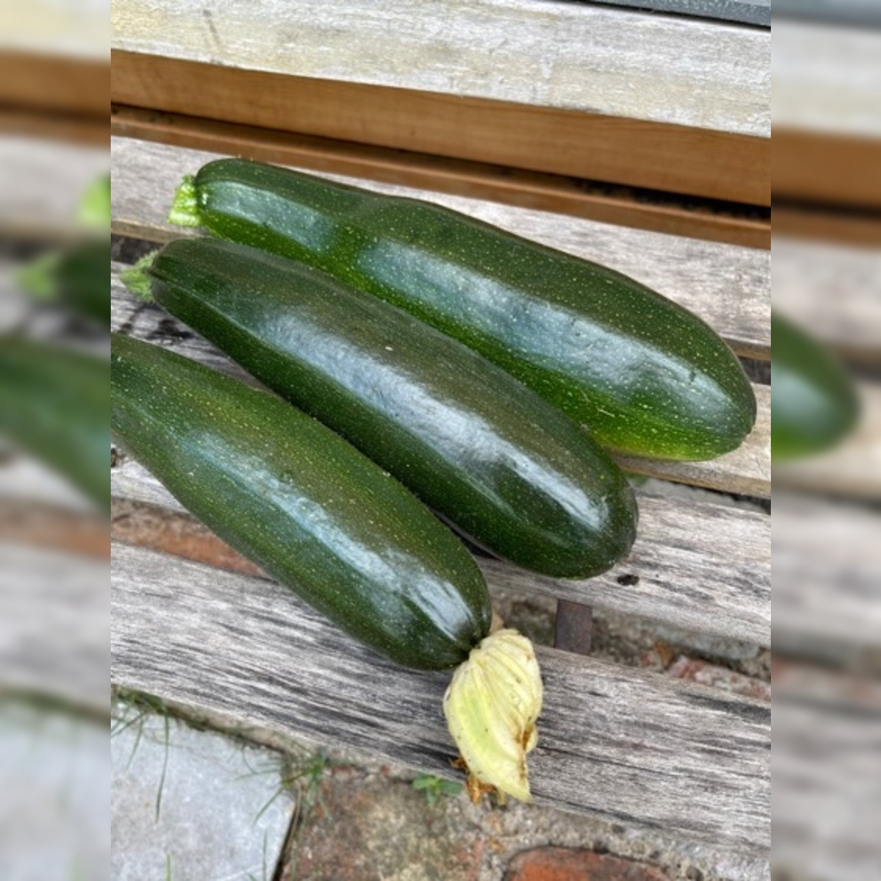 Gemüsesamen-Set "Grillgemüse" - 7 BIO-Gemüsesorten [samenfest]