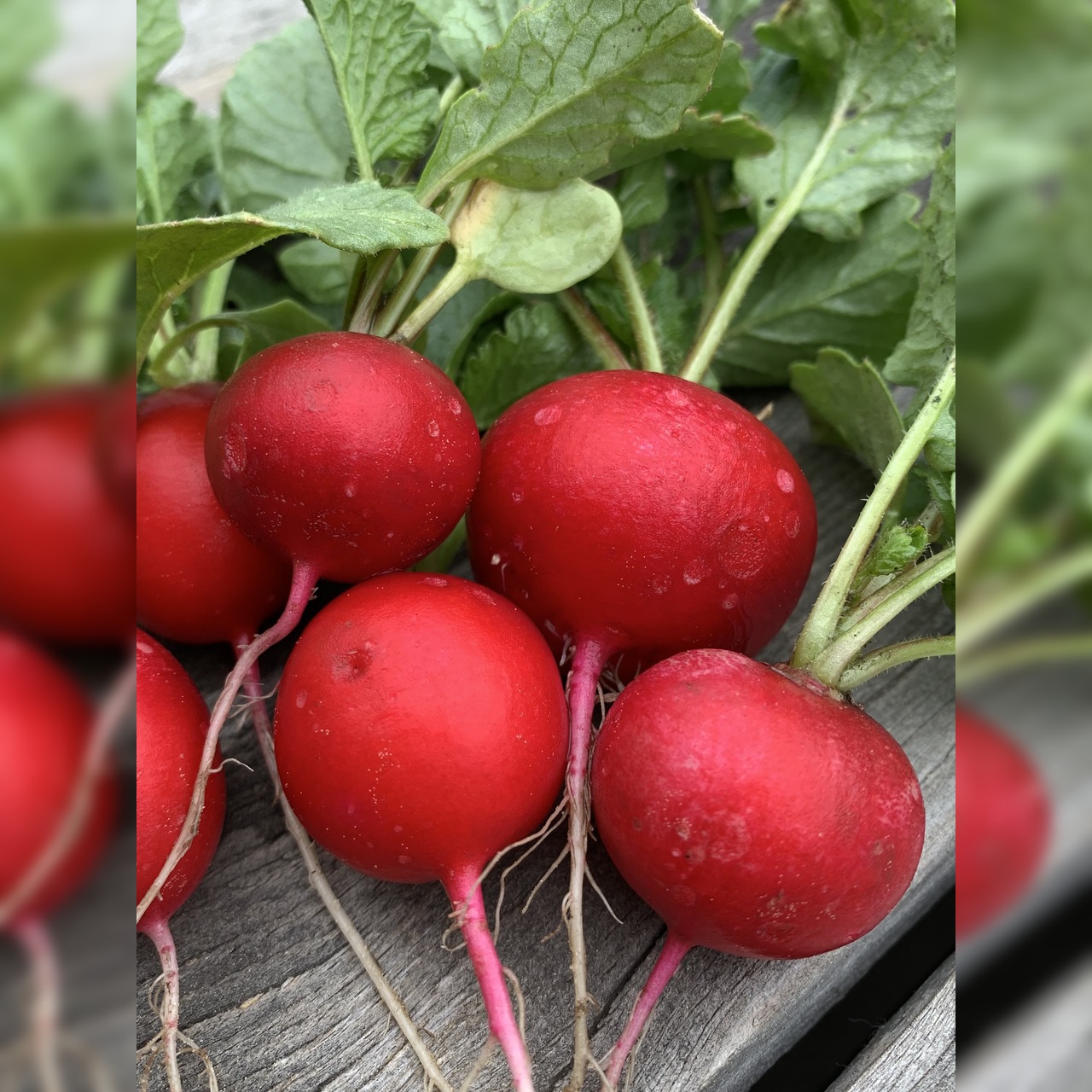 Anfängergemüse-Set - 12 BIO-Sorten [samenfest]