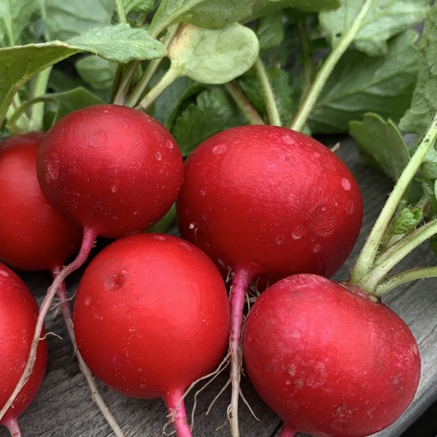 Anfängergemüse-Set - 12 BIO-Sorten [samenfest]