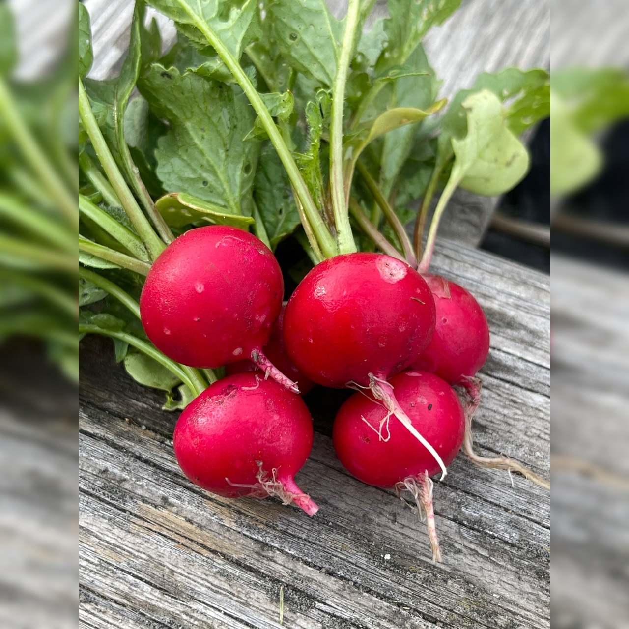 Radieschen "Sora" (samenfest & BIO)