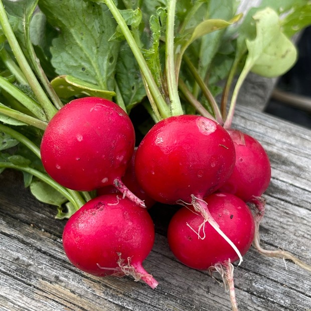 Radieschen "Sora" (samenfest & BIO)