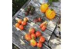 Bild von Tomaten -Vielfalt im Beet - Standort, Erde, Dünger
