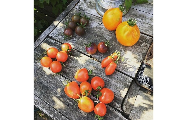 Tomaten, Vielfalt im Beet, Beetliebe, Blog