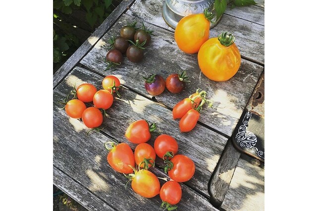Bild von Tomaten -Vielfalt im Beet - Standort, Erde, Dünger