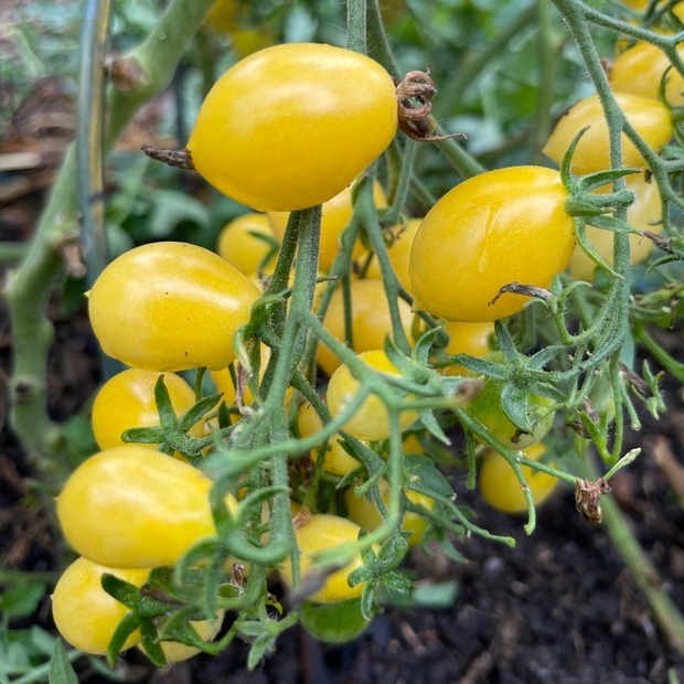 Tomate "Barry´s Crazy Cherry" - BIO-Tomatensorte [samenfest]