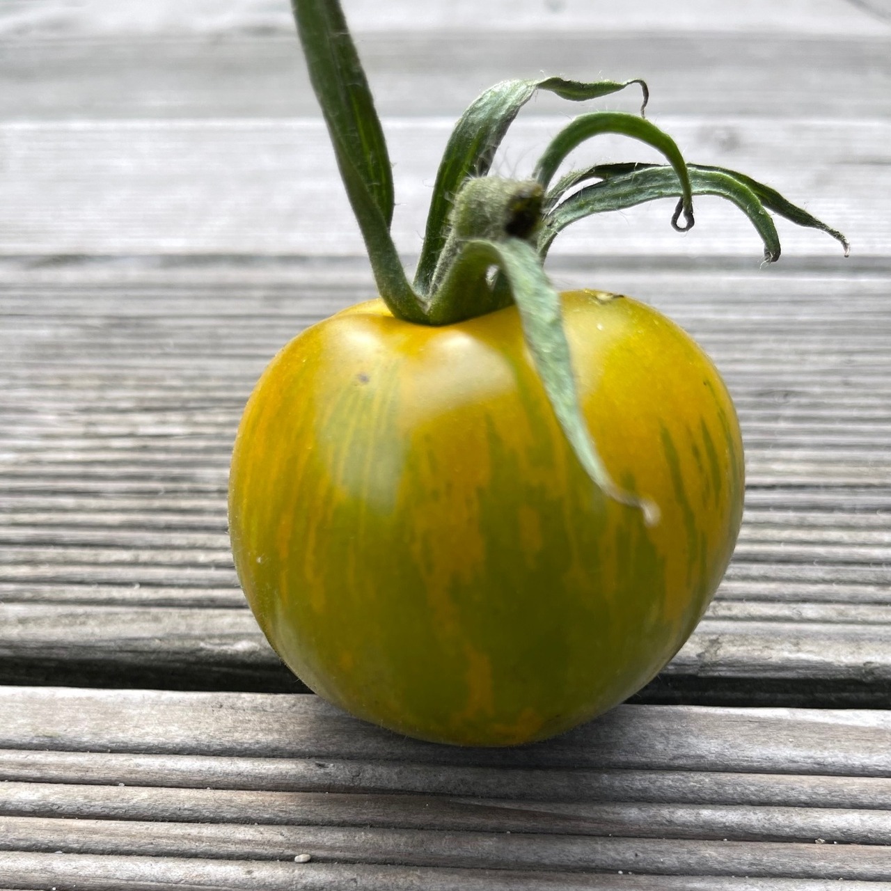 Tomate "Green Zebra" - BIO-Tomatensorte [samenfest]
