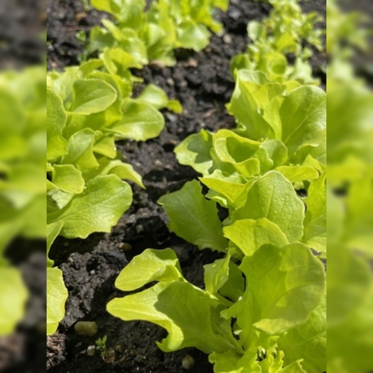 Schnitt- & Pflücksalat "Buttersalat" - BIO-Sorte [samenfest]