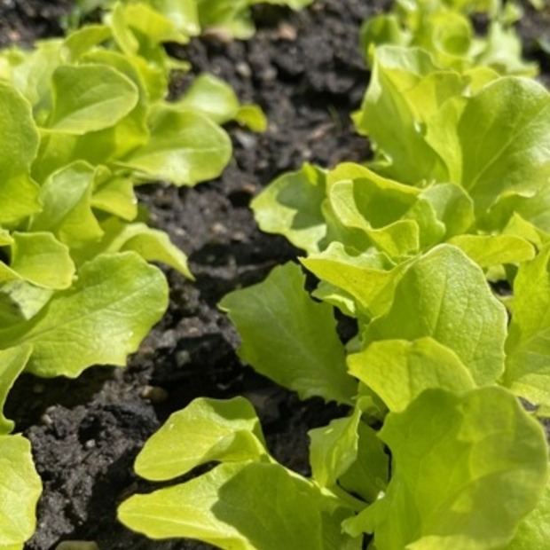 Schnitt- & Pflücksalat "Buttersalat" - BIO-Sorte [samenfest]