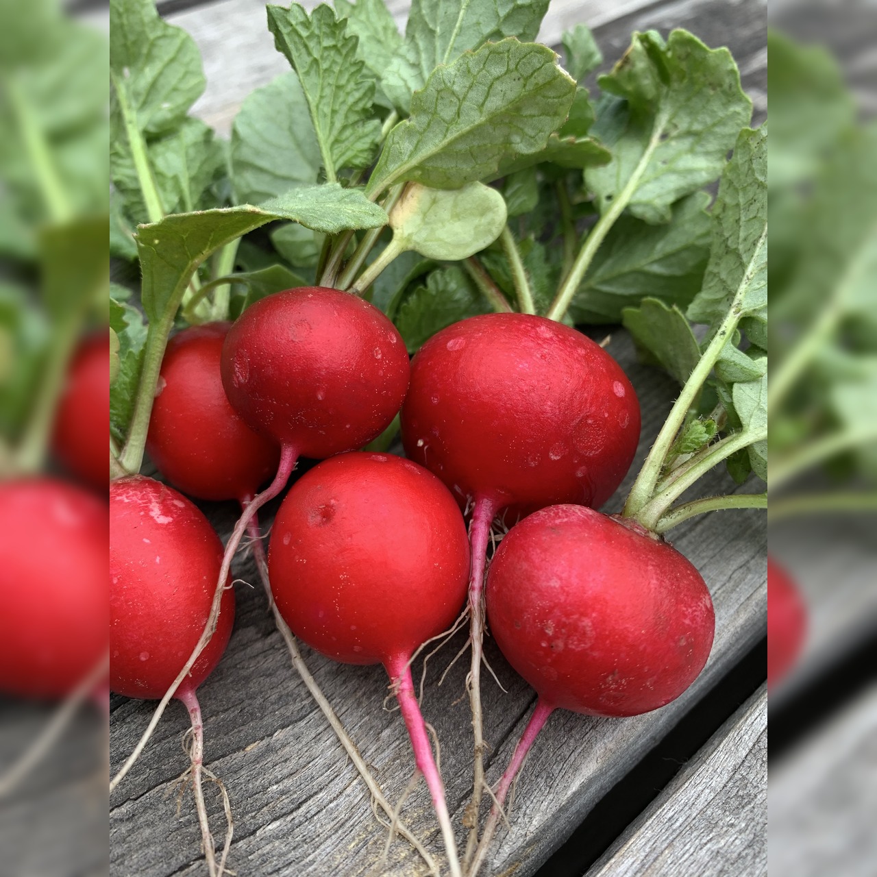 Gemüsesamen-Set "Urban Gardening" - 6 BIO-Gemüsesorten [samenfest]