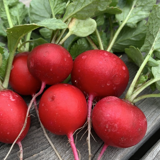 Gemüsesamen-Set "Urban Gardening" - 6 BIO-Gemüsesorten [samenfest]