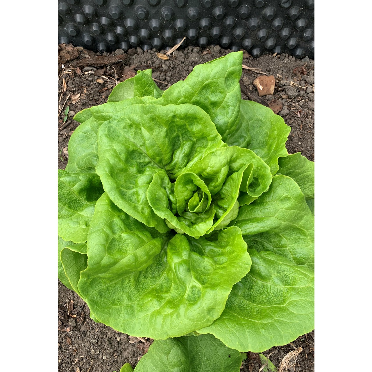 Gemüsesamen-Set "Mittelzehrer fürs Hochbeet" - 8 BIO-Sorten [samenfest]