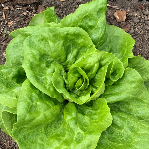 Gemüsesamen-Set "Mittelzehrer fürs Hochbeet" - 8 BIO-Sorten [samenfest]