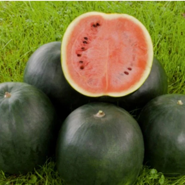 Wassermelone „Sugar Baby“ - BIO Melonensamen