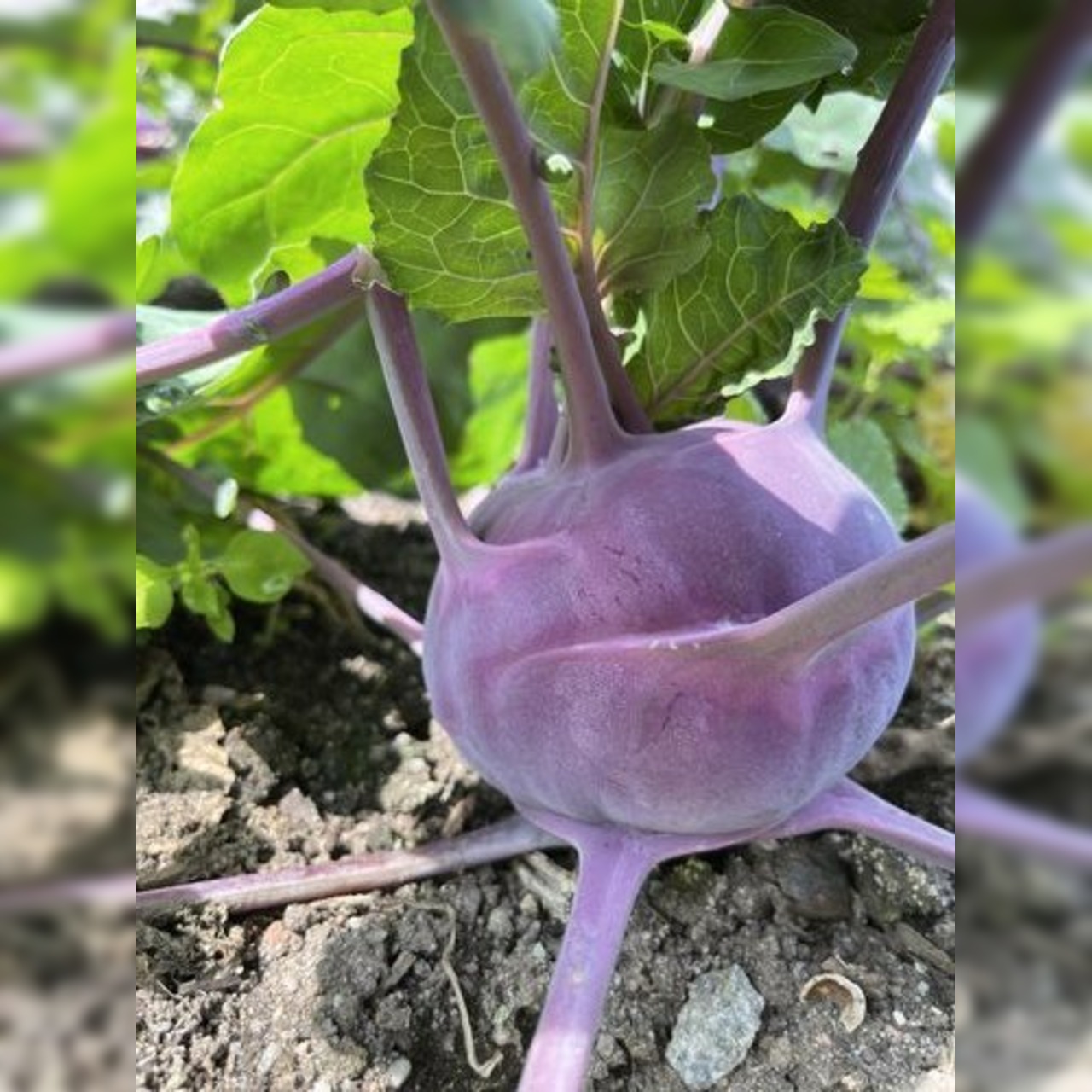 Kohlrabi lila "Azur Star" - BIO-Samen (samenfest & BIO)