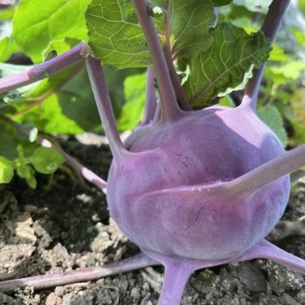Kohlrabi lila "Azur Star" - BIO-Samen (samenfest & BIO)