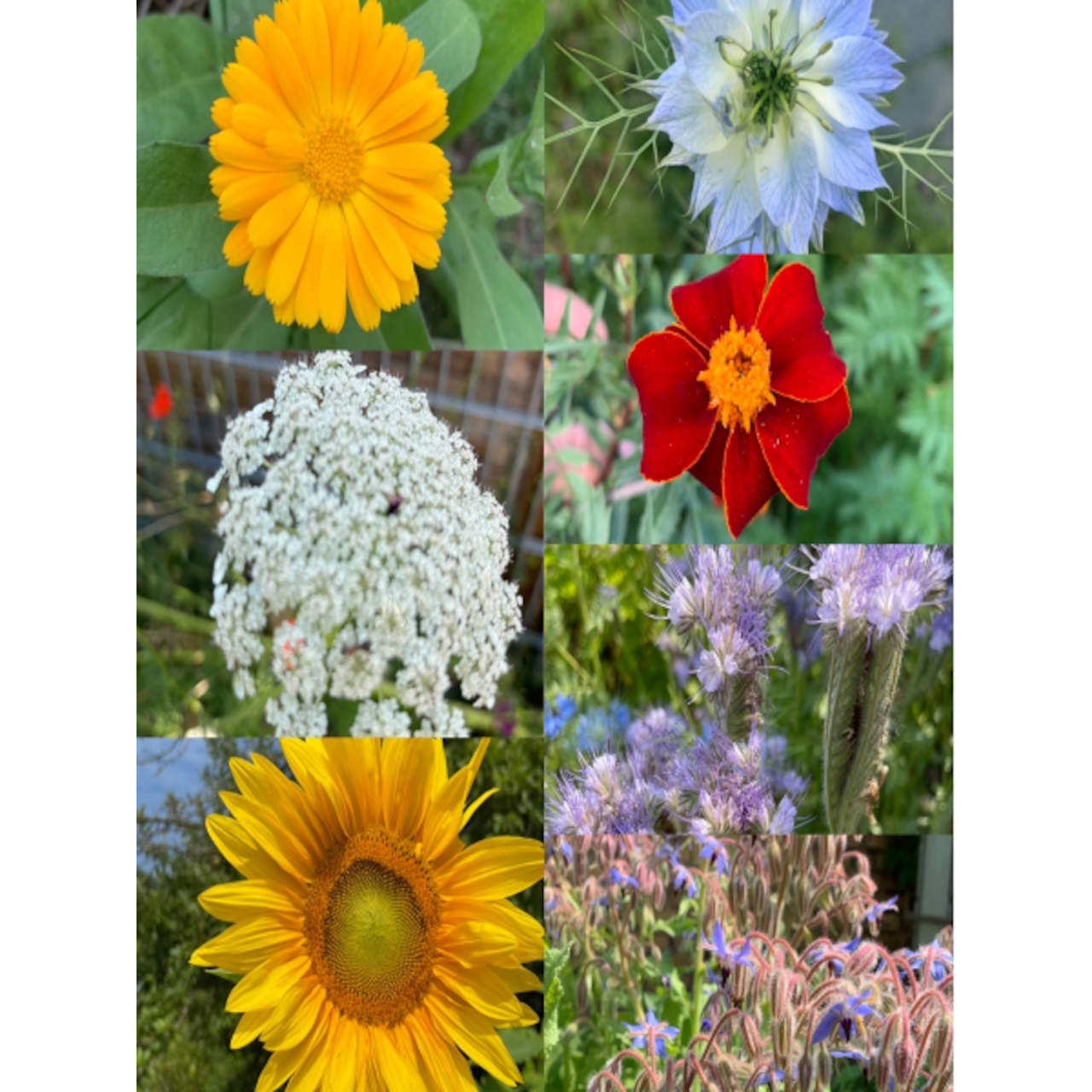 Blumensamen-Set "Gründüngung fürs Gemüsebeet" - 7 BIO-Sorten [samenfest]