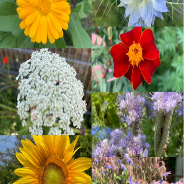 Blumensamen-Set "Gründüngung fürs Gemüsebeet" - 7 BIO-Sorten [samenfest]