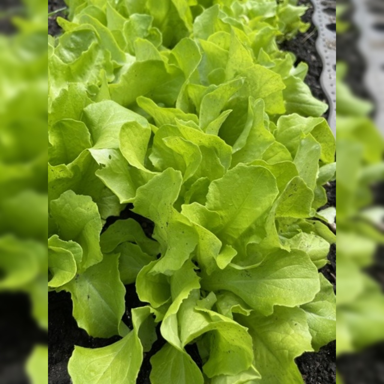 Gemüsesamen-Set "Balkonkasten" - 4 BIO-Gemüsesorten [samenfest]