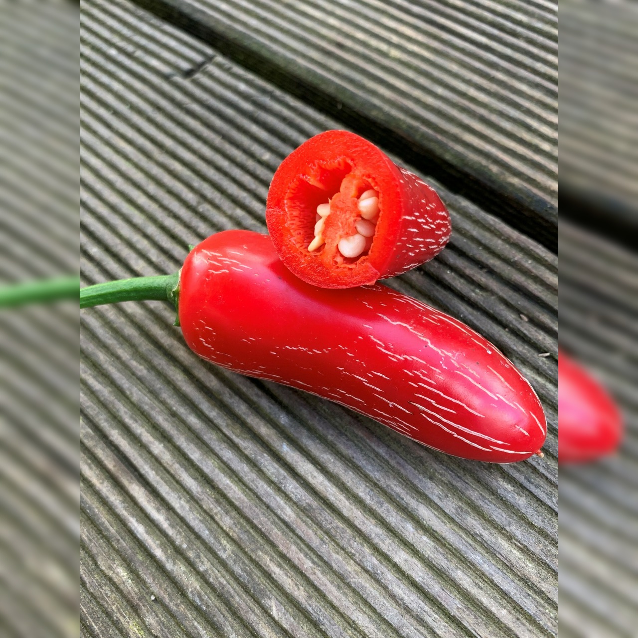 Anzucht-Set "scharfe Chili" [50, 53]