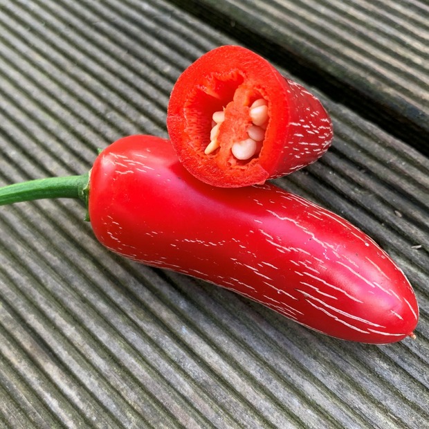 Anzucht-Set "scharfe Chili" [50, 53]