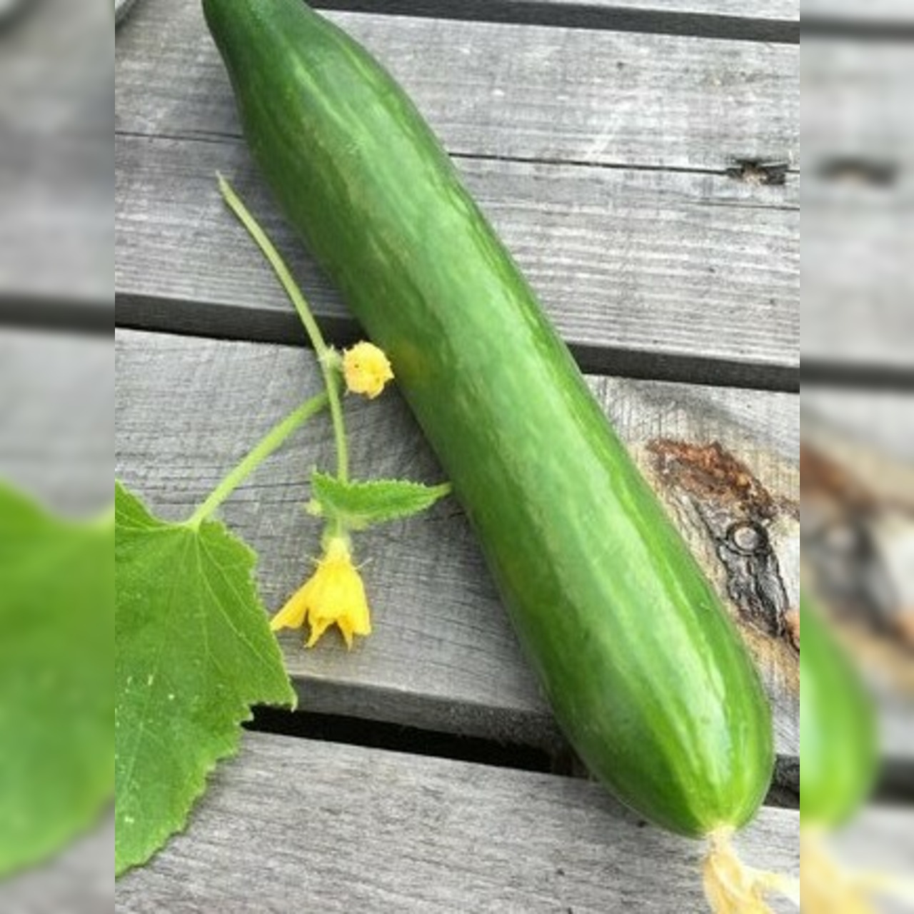 Anzucht-Set "Gewächshausgurken"