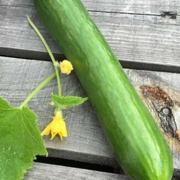 Anzucht-Set "Gewächshausgurken"