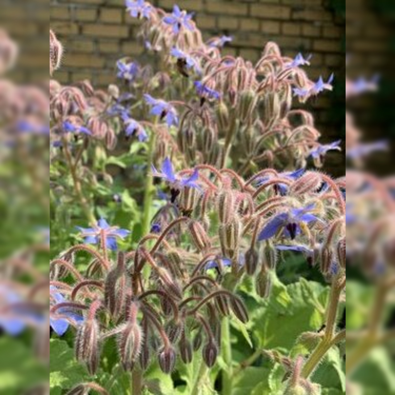 Anzucht-Set "Dill & Borretsch" [4004, 4005]