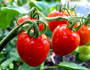 Tomatensamen