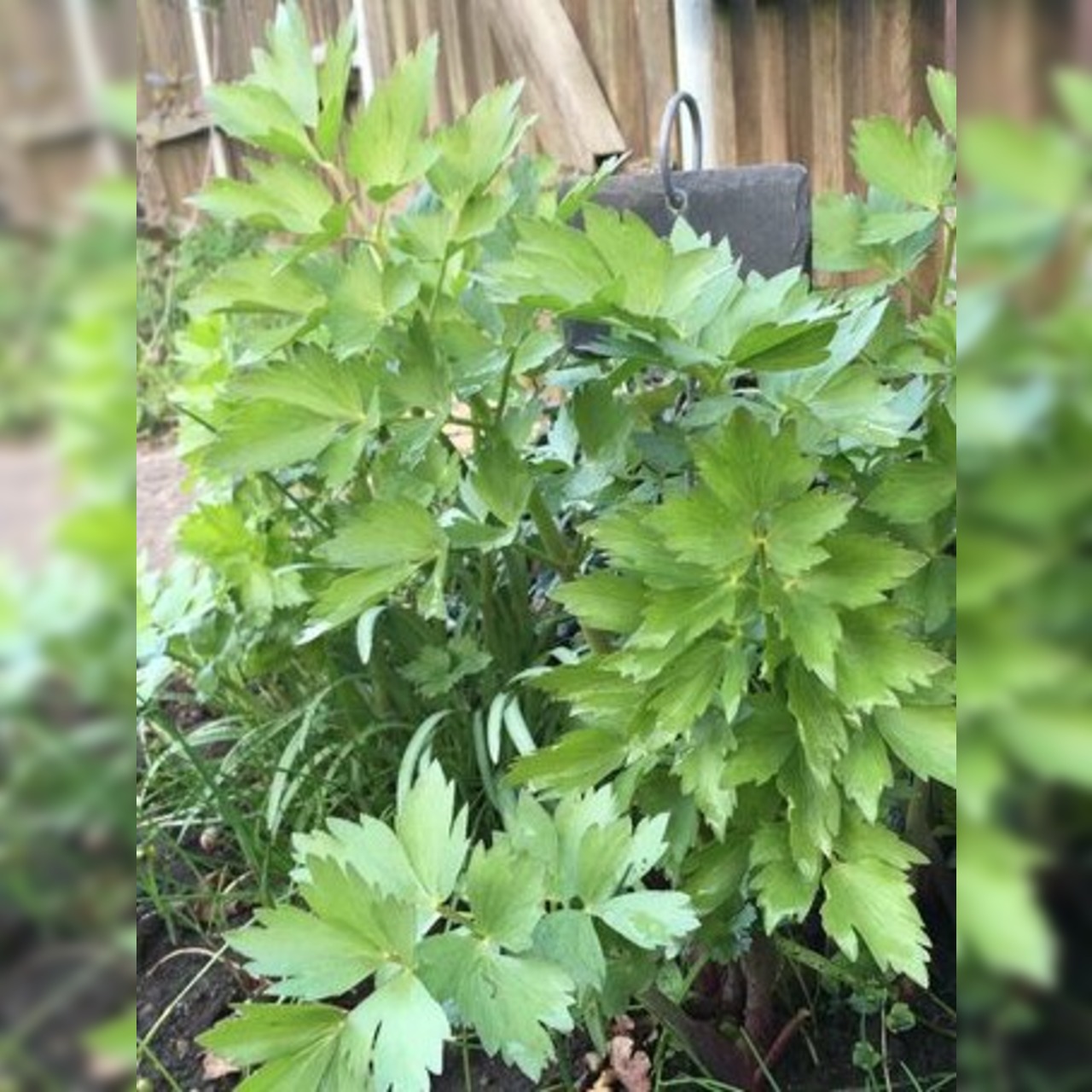 Anzucht-Set "Liebstock & Schnittlauch" [4001, 4006]