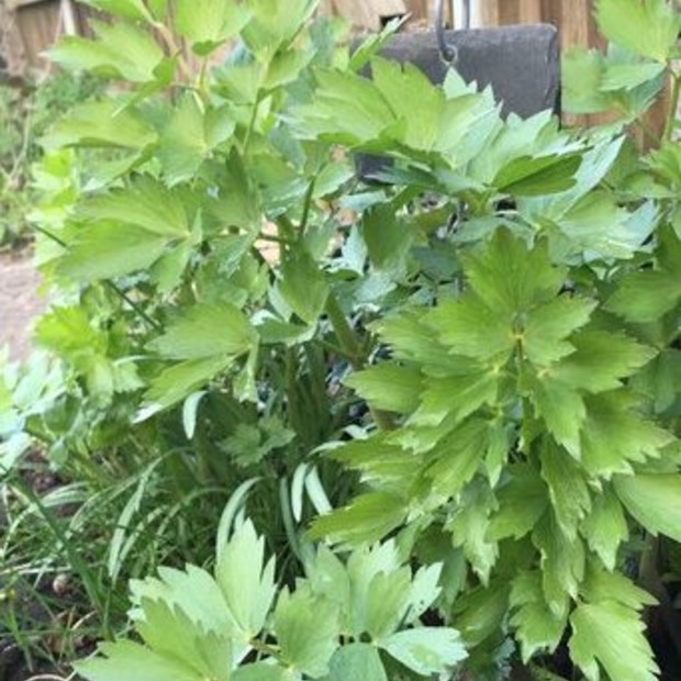 Anzucht-Set "Liebstock & Schnittlauch" [4001, 4006]