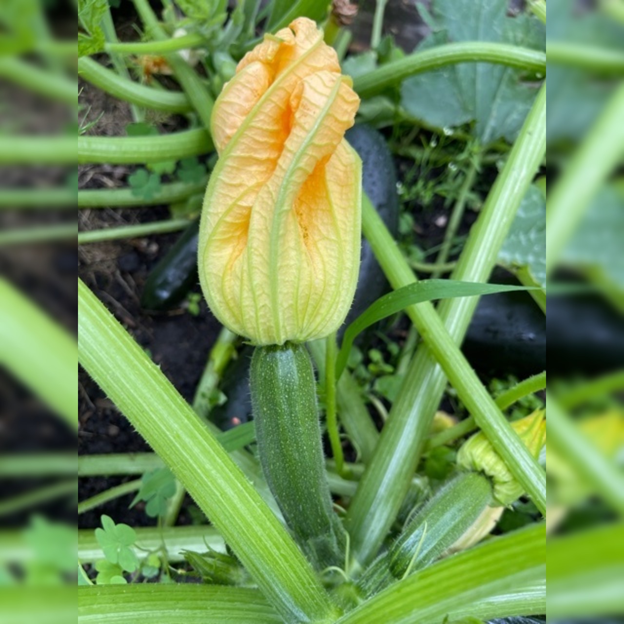 Zucchini „Black Beauty“ - BIO-Zucchinisorte [samenfest]