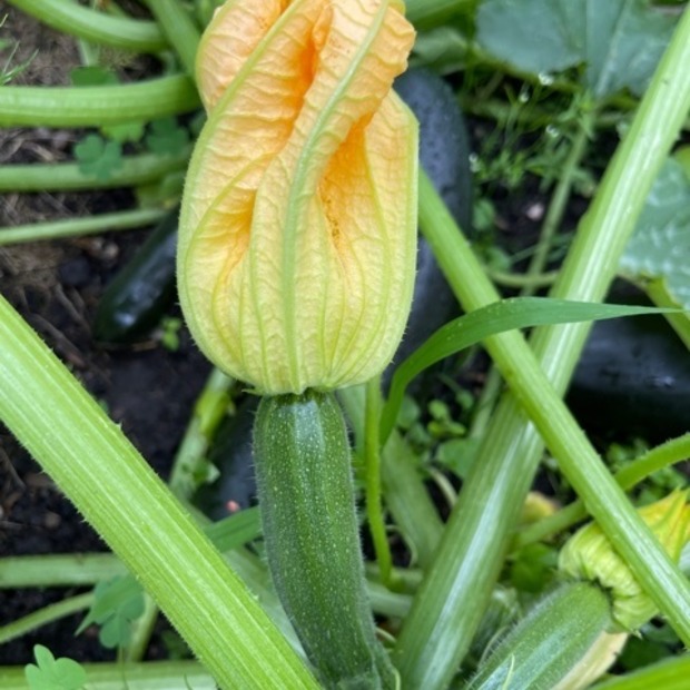 Zucchini „Black Beauty“ - BIO-Zucchinisorte [samenfest]