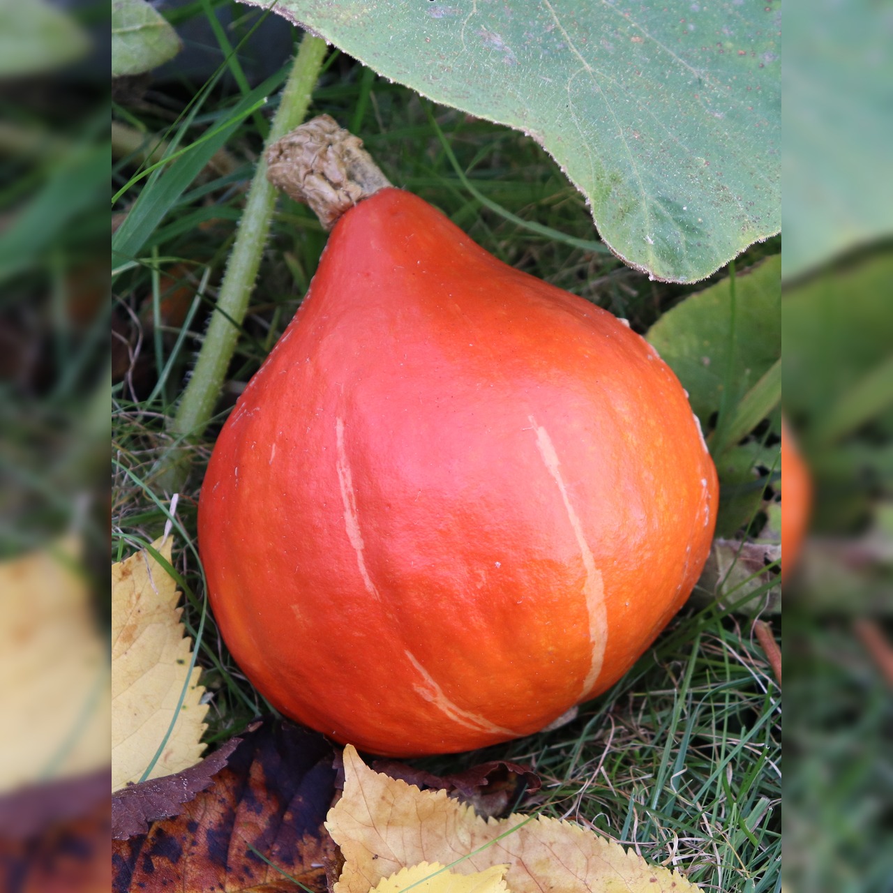 Anzucht-Set "Zucchini & Kürbis" [60, 110]