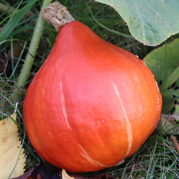 Anzucht-Set "Zucchini & Kürbis" [60, 110]