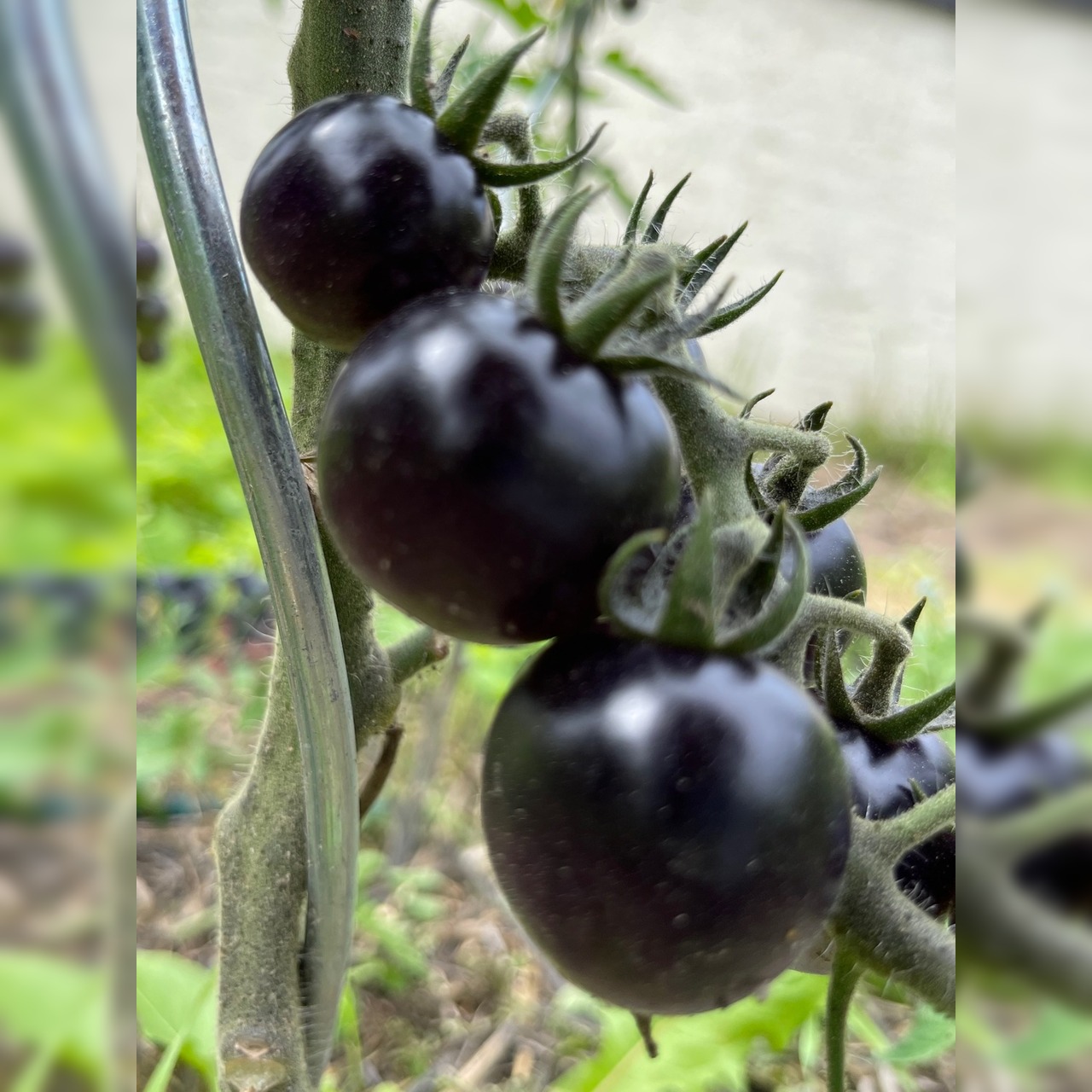 Anzucht-Set "schwarze Tomaten" [20,35]