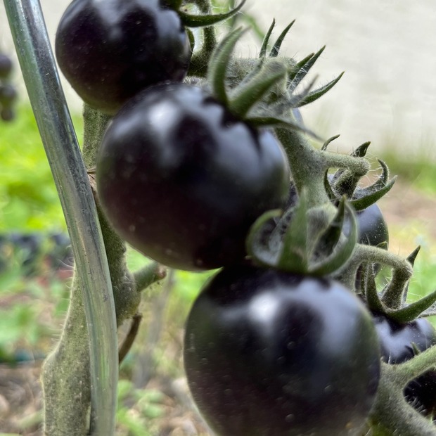 Anzucht-Set "schwarze Tomaten" [20,35]