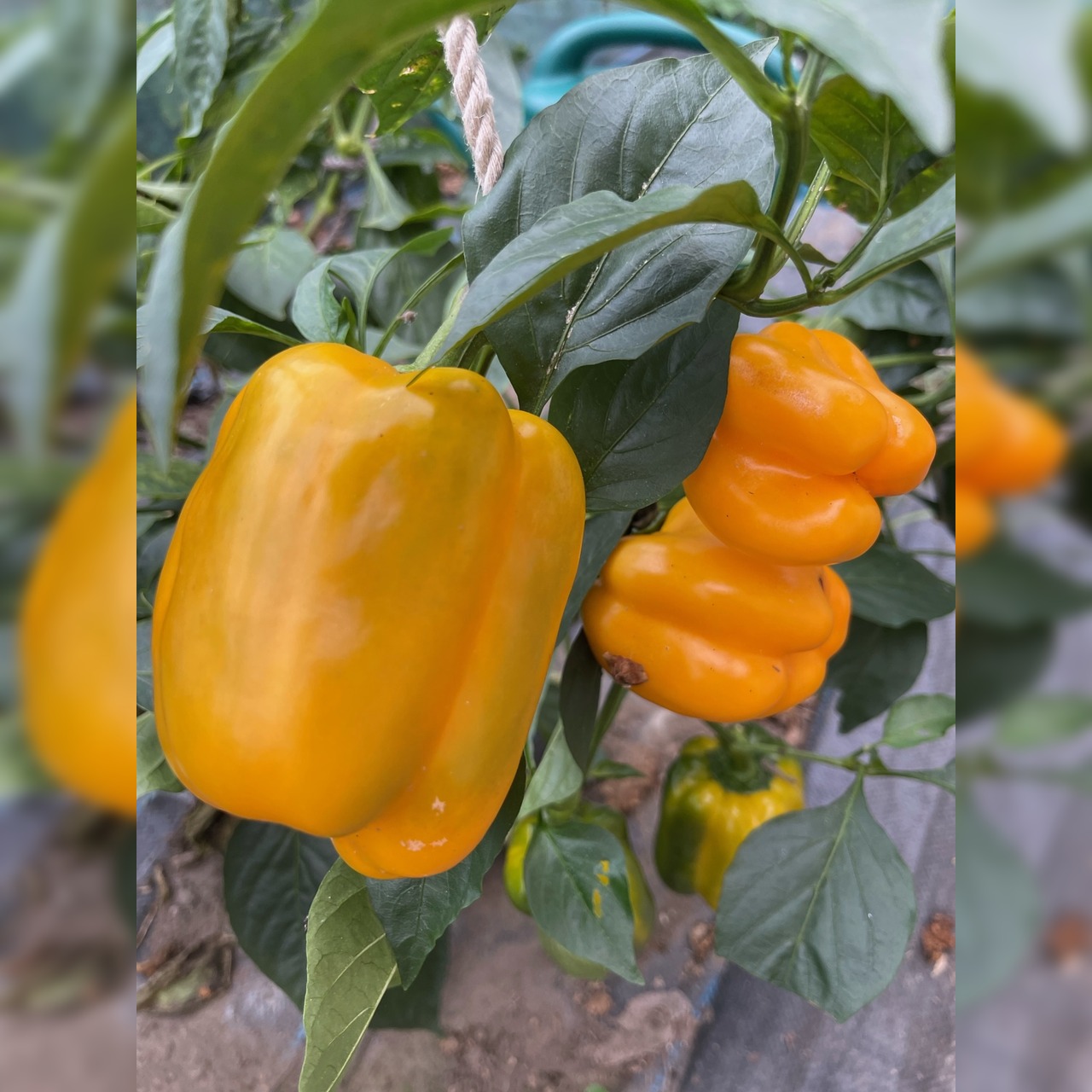 Paprika "Quadrato d´Asti Giallo" - BIO-Blockpaprika [samenfest]