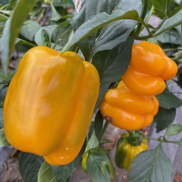 Paprika "Quadrato d´Asti Giallo" - BIO-Blockpaprika [samenfest]