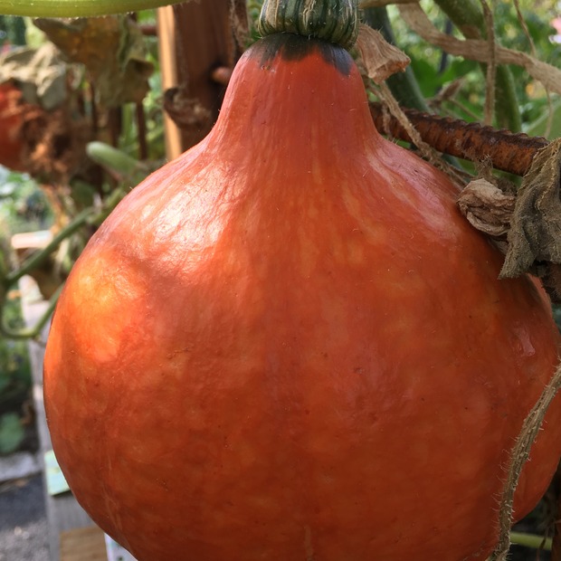 Gemüsesamen-Set "Gartenkürbis" - 4 BIO-Sorten [samenfest]