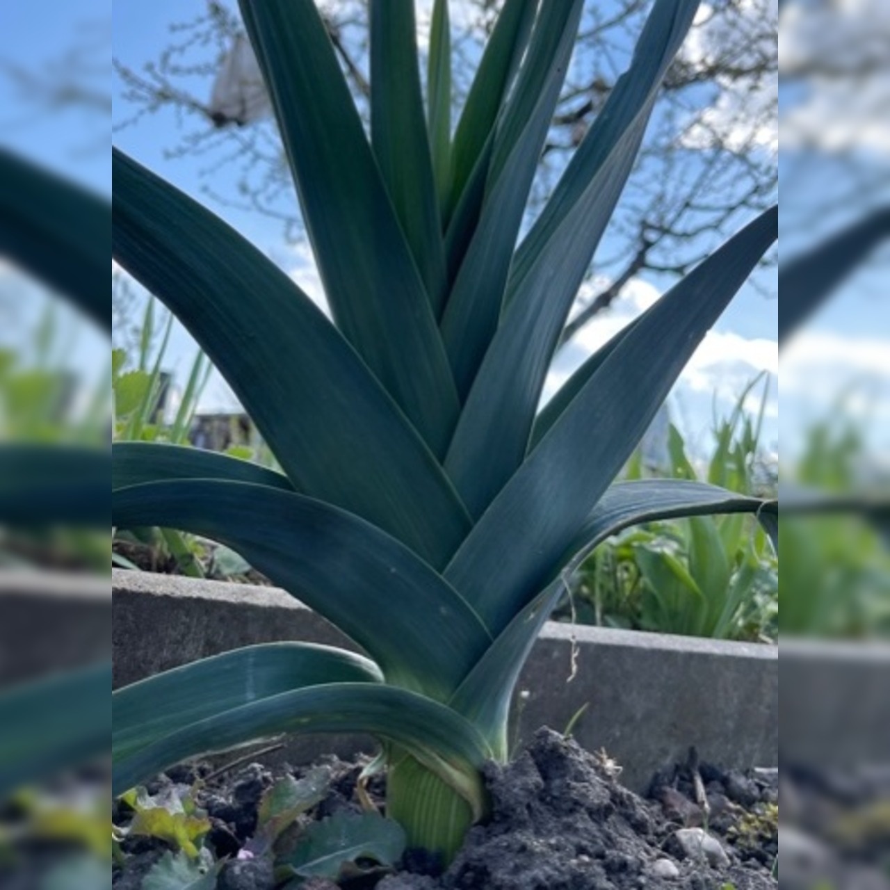 Gemüsesamen-Set "Schrebergarten" - 12 BIO-Sorten [samenfest]