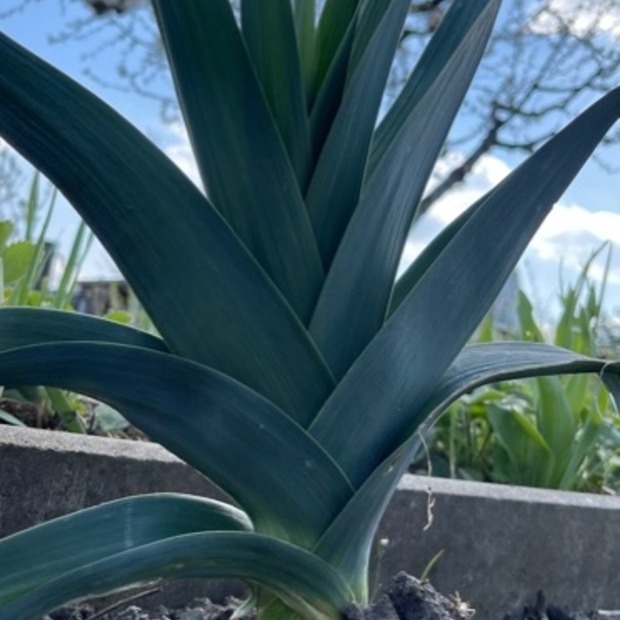 Gemüsesamen-Set "Schrebergarten" - 12 BIO-Sorten [samenfest]