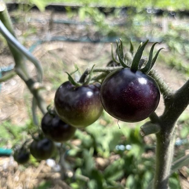 Tomate "Indigo Rose" - BIO-Tomatensorte [samenfest]