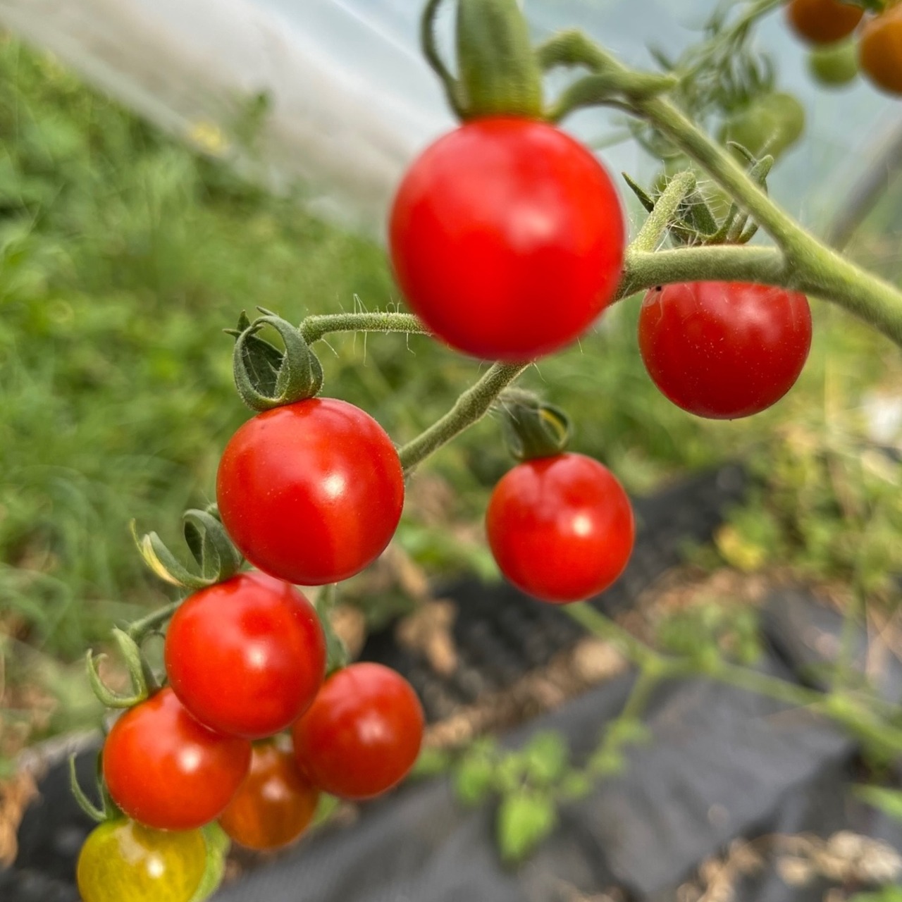 Tomate "Dicks Cherry" - BIO-Tomatensorte [samenfest]