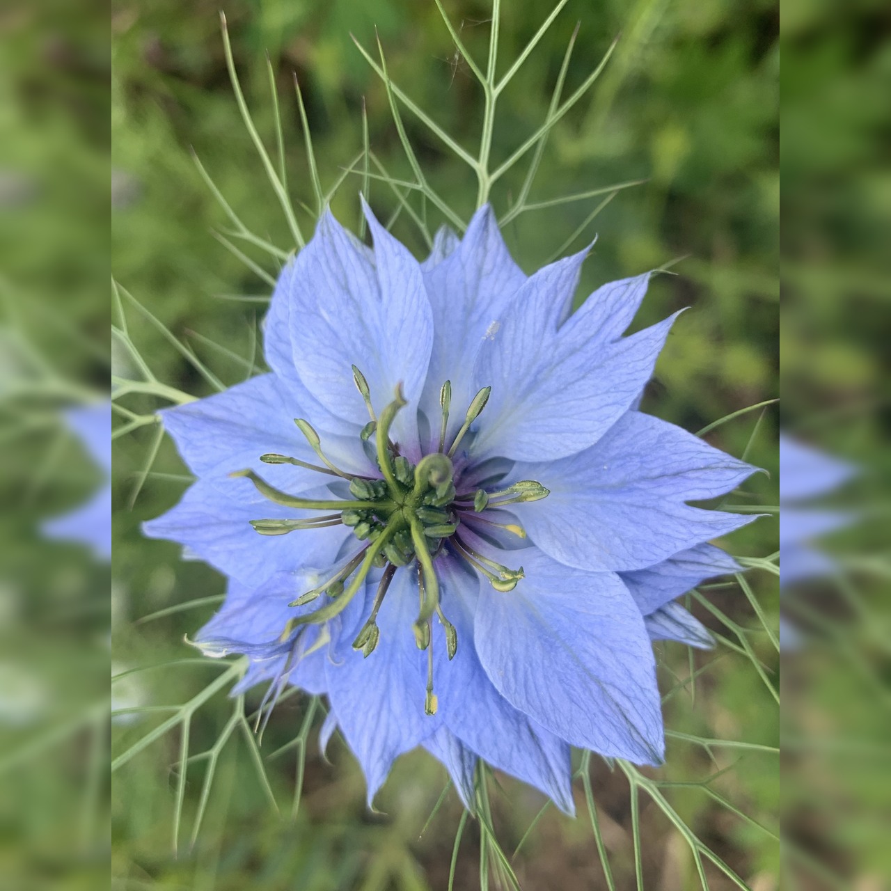 Blumensamen Set „Beetblumen“ - 5 BIO-Blumensamen [samenfest]