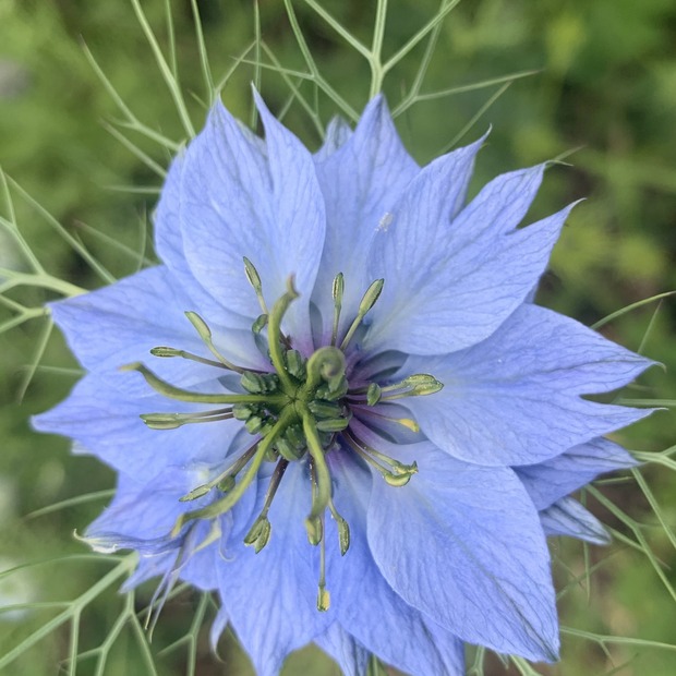 Blumensamen Set „Beetblumen“ - 5 BIO-Blumensamen [samenfest]