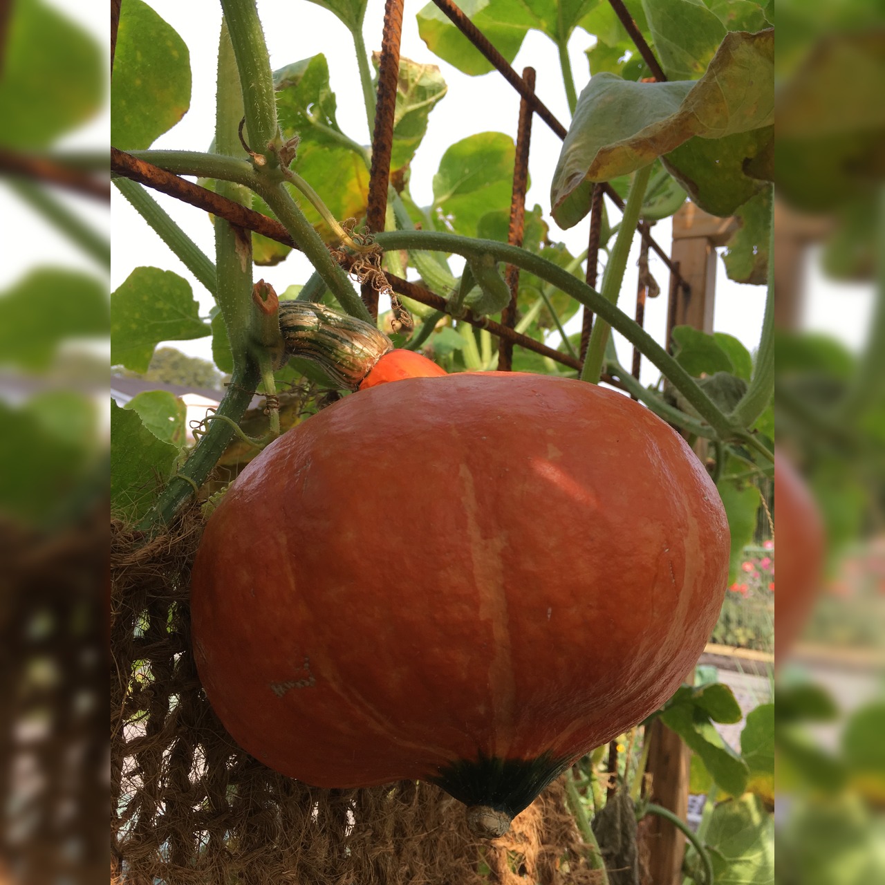 Kürbis Hokkaido "Red Kuri" - BIO-Kürbissorte [samenfest]