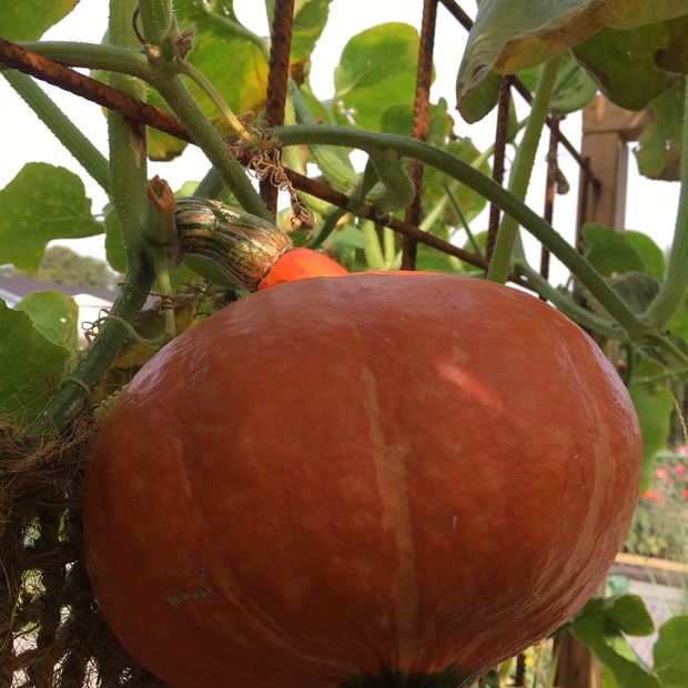 Kürbis Hokkaido "Red Kuri" - BIO-Kürbissorte [samenfest]