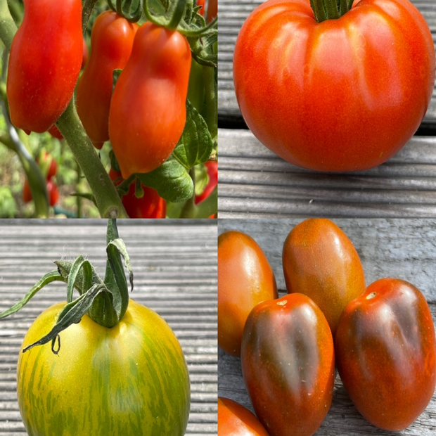 BIO Tomatensamen Set
