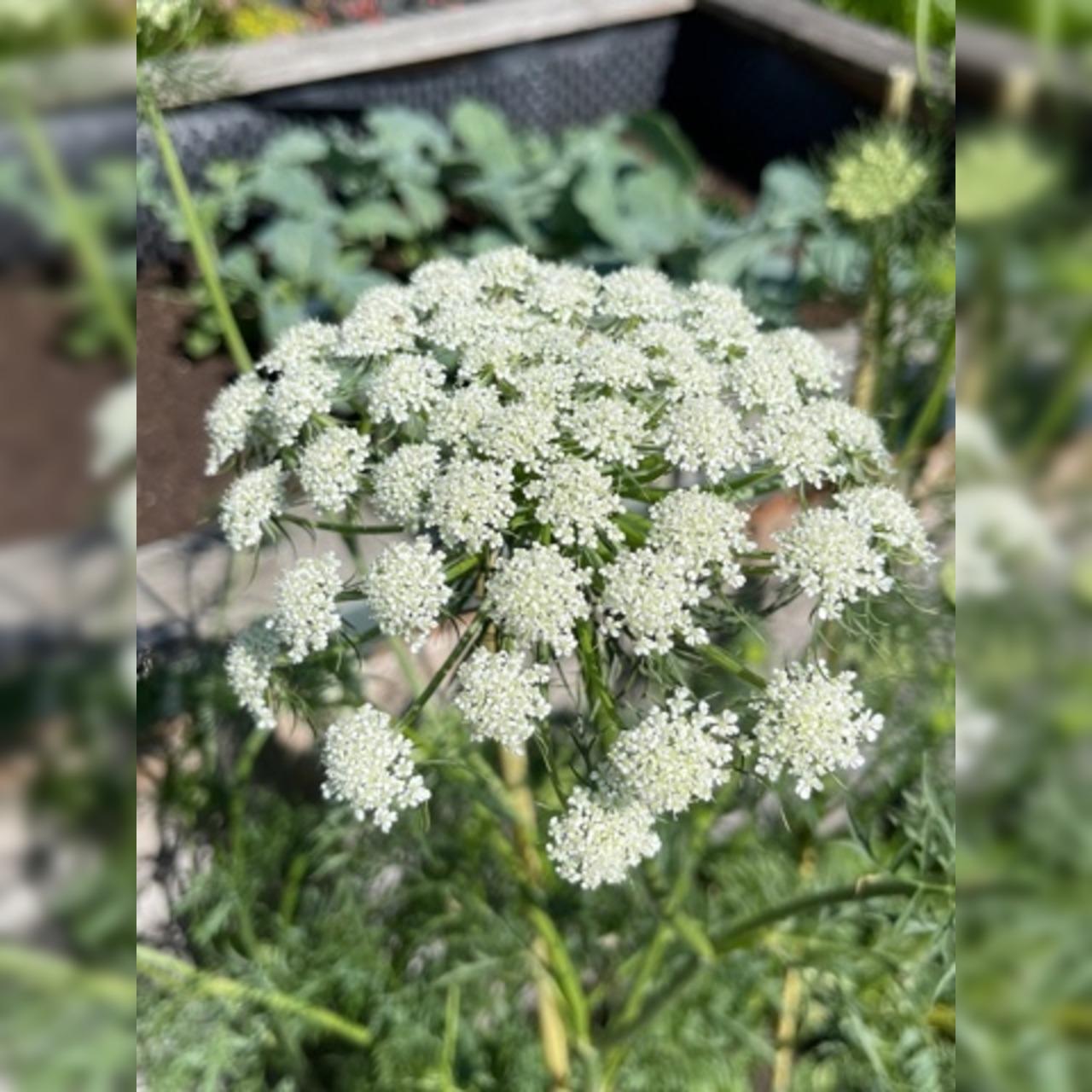 Blumensamen-Mischung „Blühstreifen“ - 9 BIO-Blumensorten [samenfest]